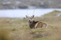 Red deer in Scotland Royalty Free Stock Photo